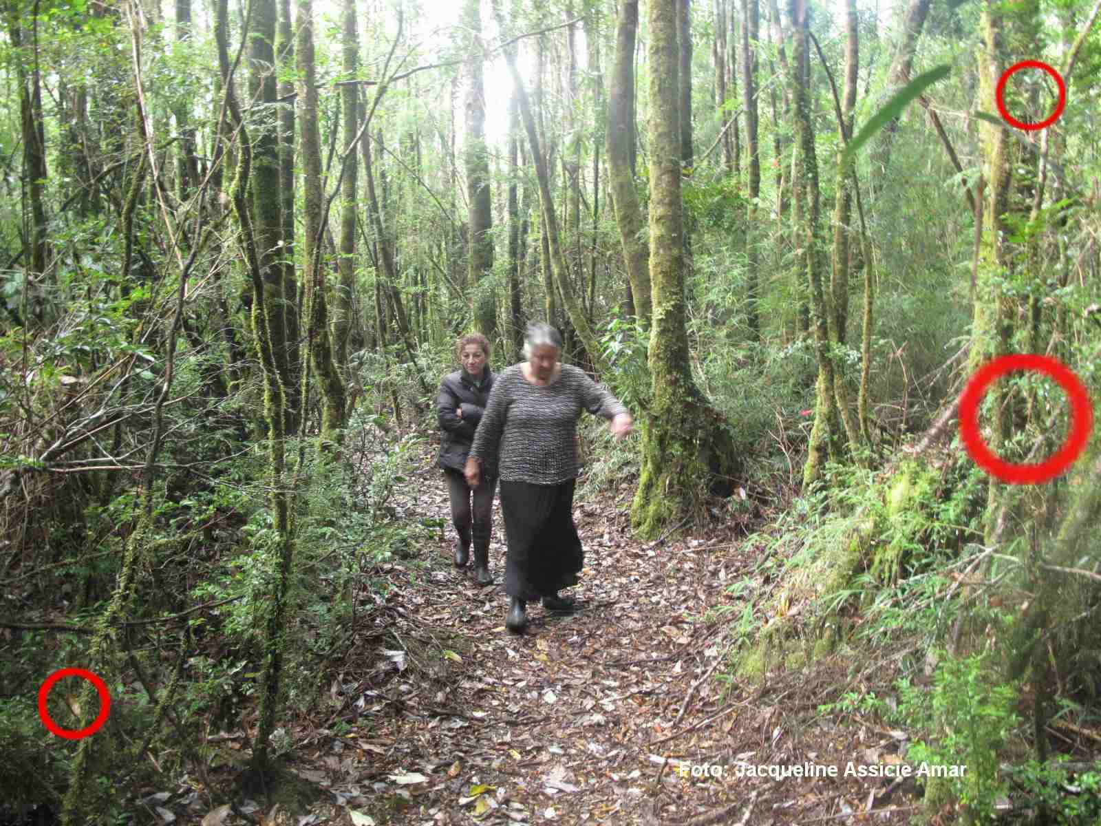 Entre el Pueblo Mágico: Un Paseo Por Un Bosque Mágico