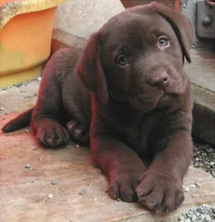 El Pueblo Peludo: Guías de razas de perros: todo sobre el Labrador ...