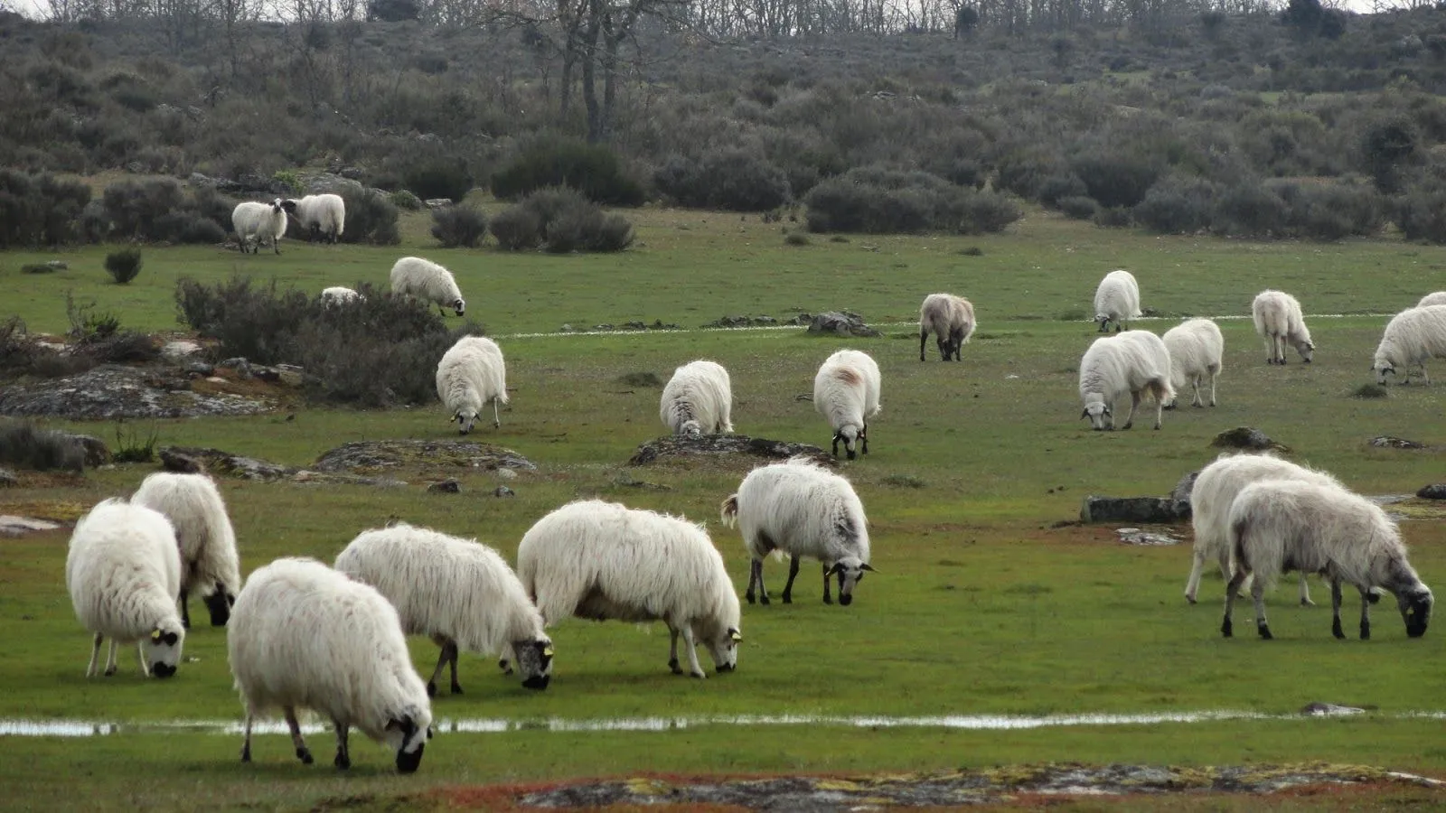 PUEBLOS Y LUGARES: EMBALSE DE ALMENDRA