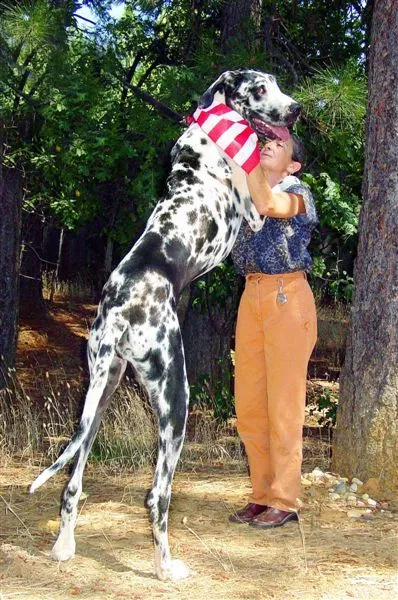 el perro mas grande del mundo !