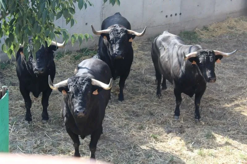 Puerta Grande Venezuela: Los toros de Juan Luis Fraile para el ...