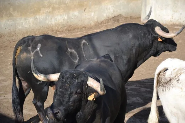 Puerta Grande Venezuela: Los toros de Juan Luis Fraile para el ...