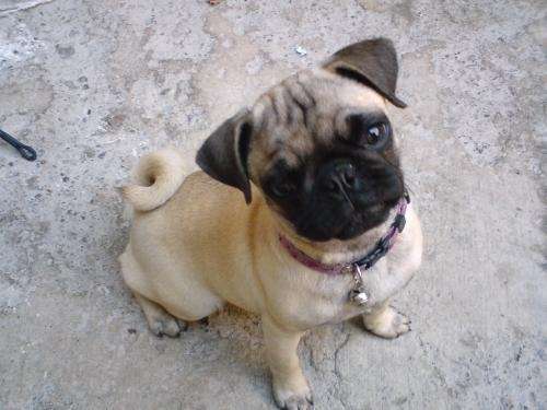 Pug con bebé - Imagui