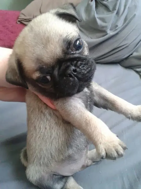 Pug bebé tierno - Imagui