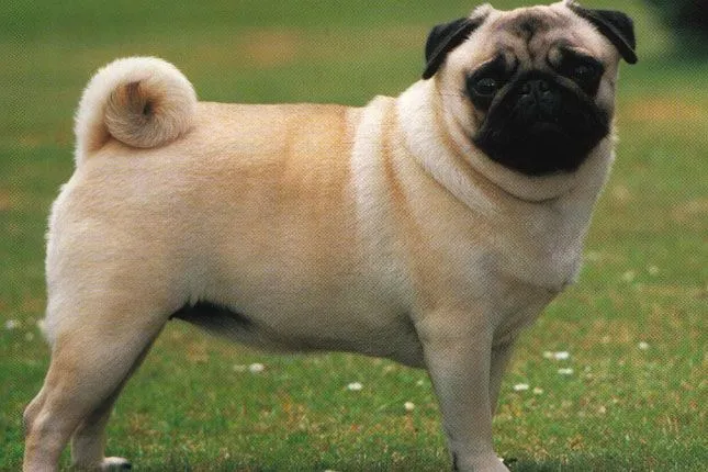 Pug breed information. Get answers to questions about Pugs ...