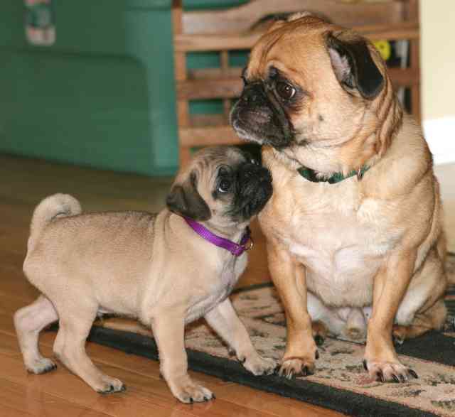 Pug breed profile | DogCast Radio