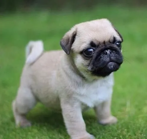 pug cachorros de calidad a meses sin intereses¡¡ | Cachorros ...