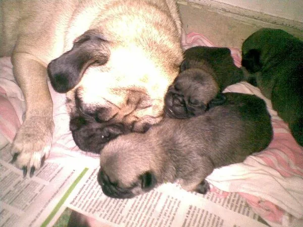 Mi pug carlino con su cachorros de 13 dias de nacidos ...