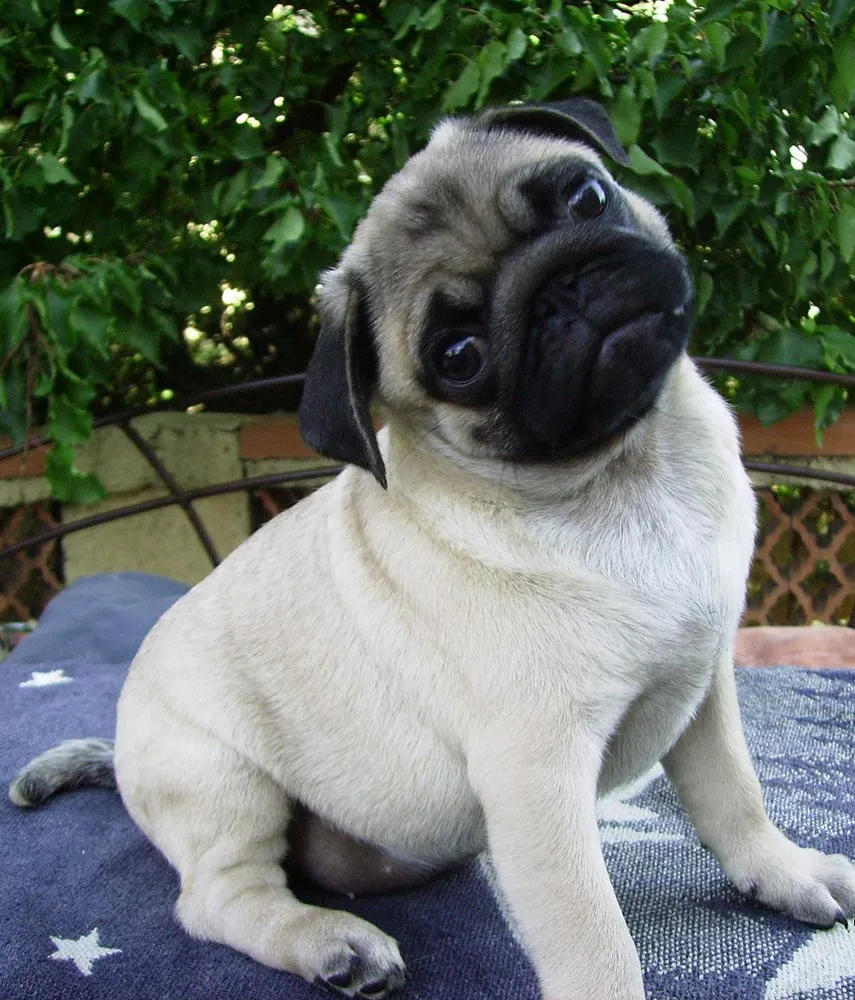 Pug - Carlino "Ecuador": agosto 2013