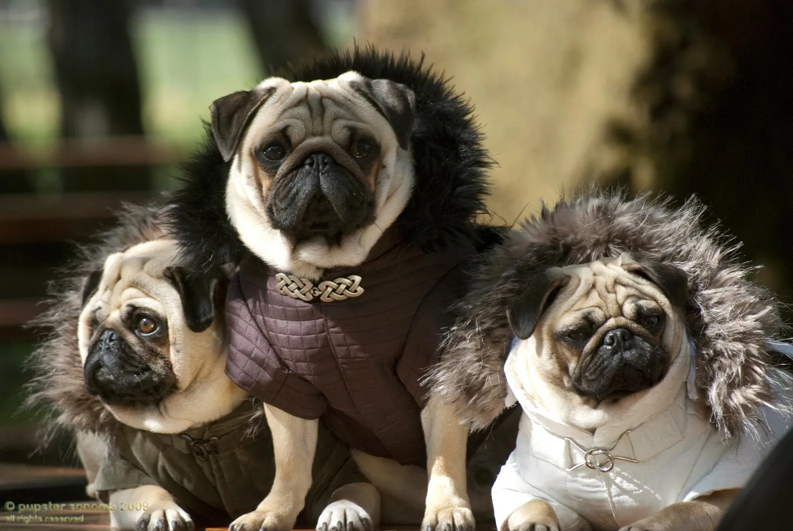 Pug Chile: Pug Imagenes
