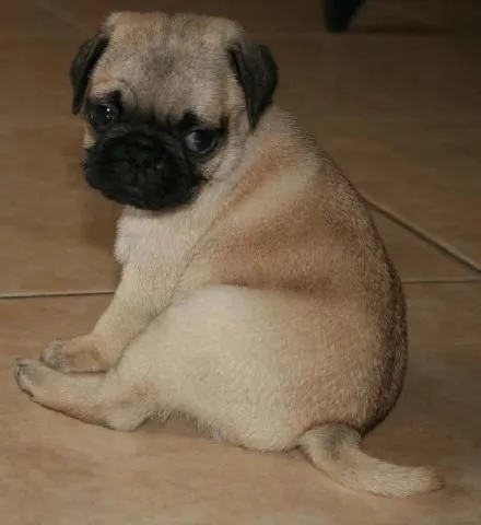 Pug chino en Guadalupe