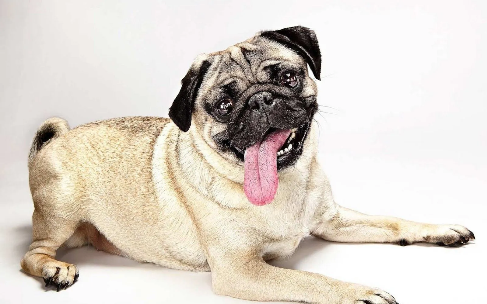 Pug Dog Best HD Wallpapers 2013 ~ All About HD Wallpapers