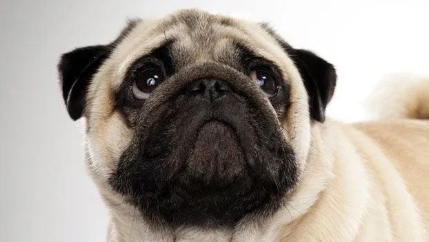 Pug : Dog Breed Selector : Animal Planet