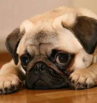 pug dogs | Tumblr