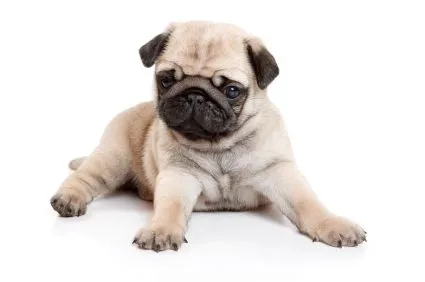 Pug é uma raça de cão de companhia originária da China . Era ...