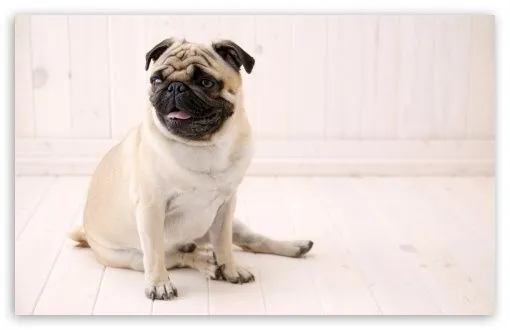 Pug HD desktop wallpaper : Widescreen : High Definition : Fullscreen ...