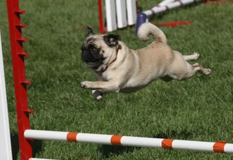 Pug Information | American Kennel Club