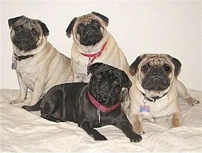 Pug Information and Pictures, Pugs, Carlin, Mops