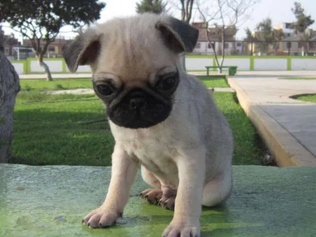 Pug de 2 meses - Imagui