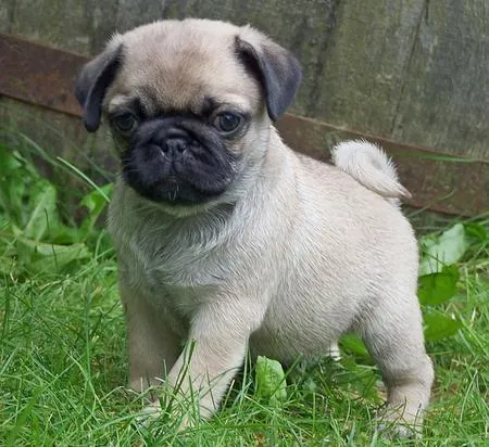 Pug - Puppies, Rescue, Pictures, Information, Temperament ...