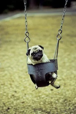 un pug saludable, es un pug feliz:)