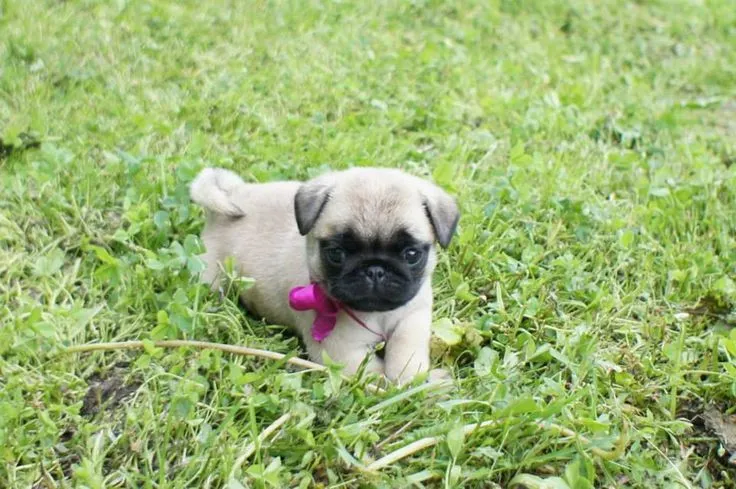 Pug Wallpaper, Screensaver, Background Cute Pug Puppy ...