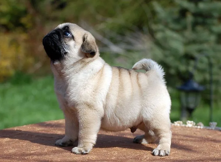 Pug Wallpaper, Screensaver, Background. Cute Pug Puppy | Pugs <