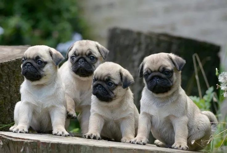 Pug Wallpaper, Screensaver, Background | PUG WALLPAPER ...