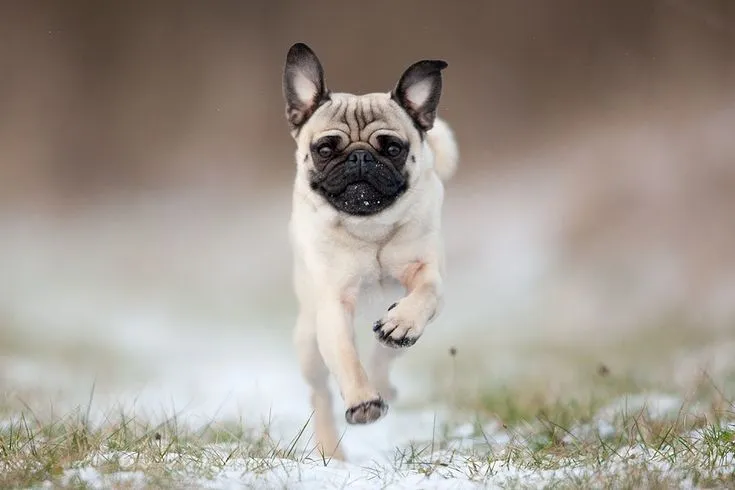 Pug Wallpaper, Screensaver, Background. | PUG WALLPAPER ...