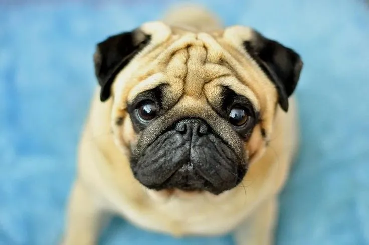 Pug Wallpaper, Screensaver, Background. | PUG WALLPAPER ...