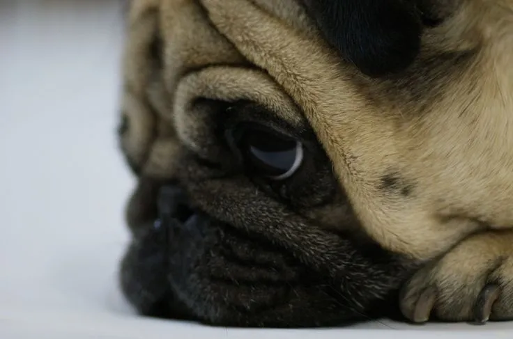 Pug Wallpaper, Screensaver, Background | PUG WALLPAPER ...