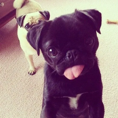 pugs on Tumblr