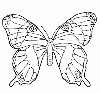 pulgón: mariposas para colorear