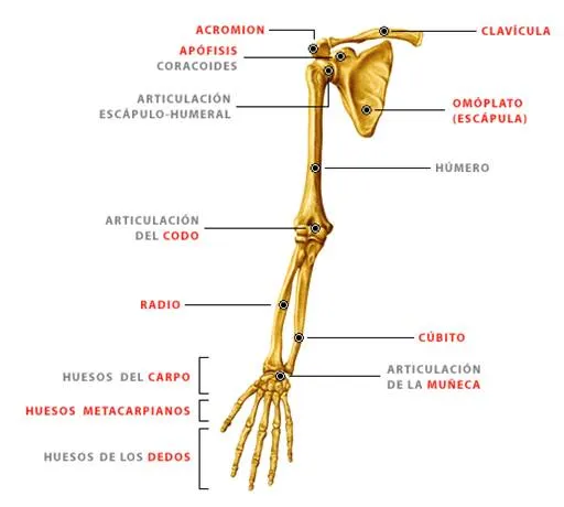 Pulguitas lectoras 3°: 2015-08-02