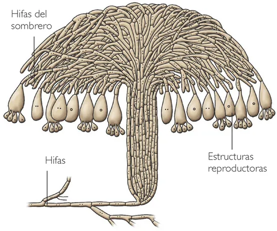 Pulido Sánchez BioTech: El Reino Fungi