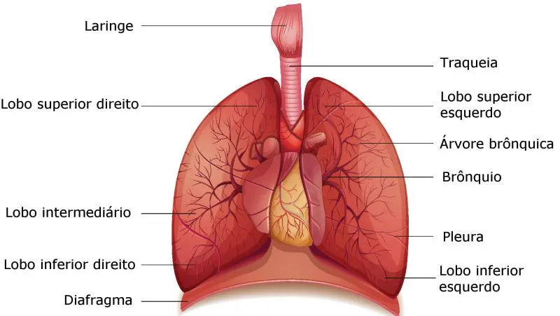 Pulmão - Órgãos do Sistema Respiratório - Anatomia Humana - InfoEscola