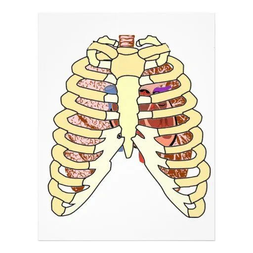 Pulmones y corazón de la caja torácica tarjetas informativas de ...