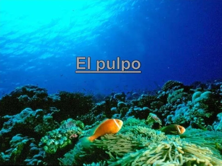 El pulpo