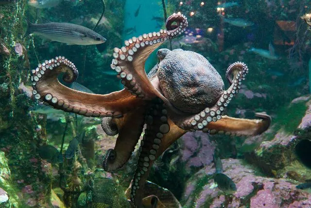 Pulpo Aquarium finisterrae.