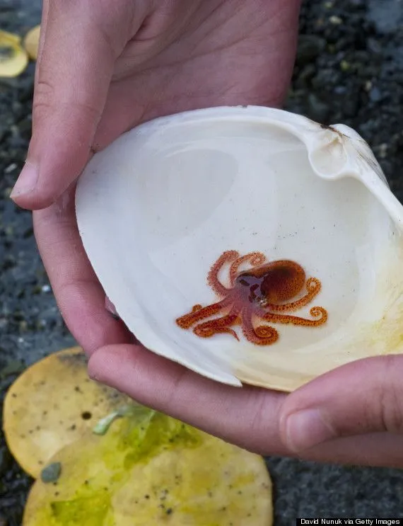 Estos pulpos pequeñitos despertarán tu lado más tierno (