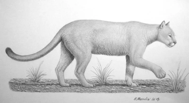 Puma concolor by ~BrokenMachine86 on deviantART