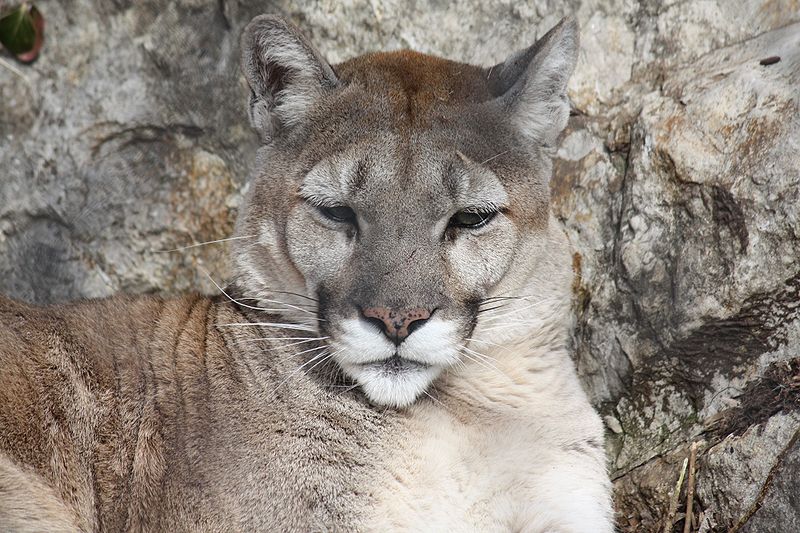 Puma (Felis concolor) - Animals - A-Z Animals - Animal Facts ...