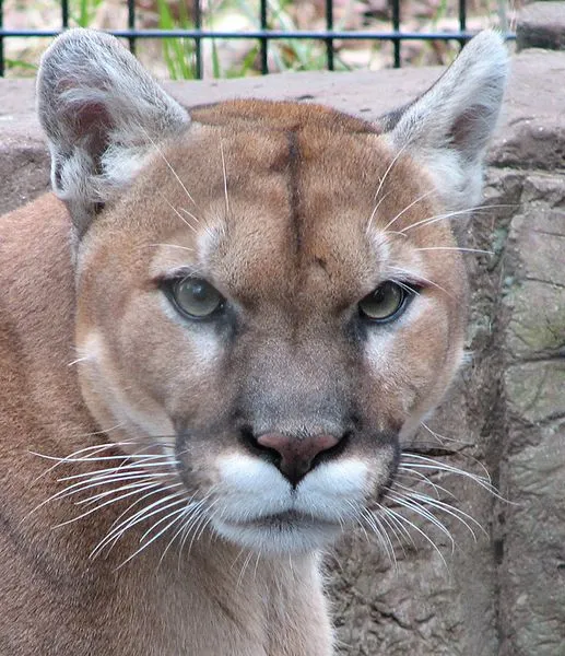 Puma (Felis concolor) - Animals - A-Z Animals - Animal Facts ...