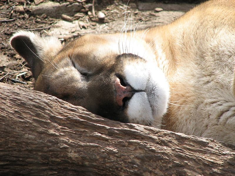 Puma (Felis concolor) - Animals - A-Z Animals - Animal Facts ...