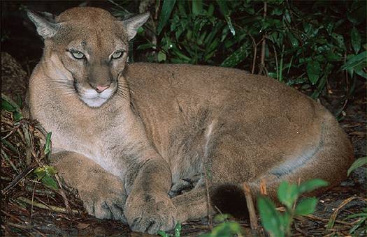 Puma (Puma concolor), Belize.