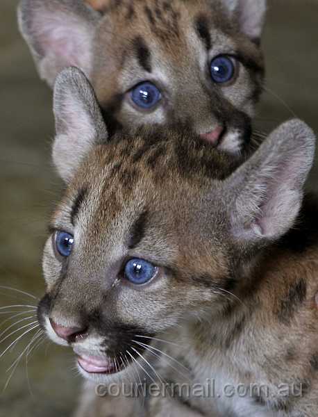 El puma | Maravillosos Animales en extinción