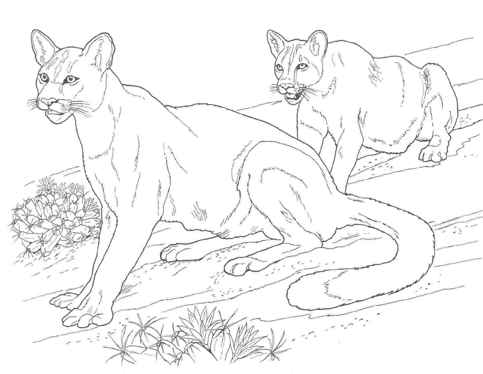 puma the animal Colouring Pages