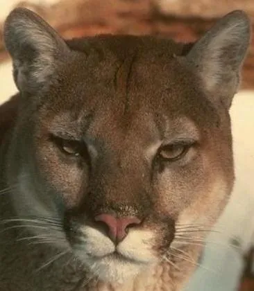 Los Pumas, fotos de estos hermosos animales - Taringa!