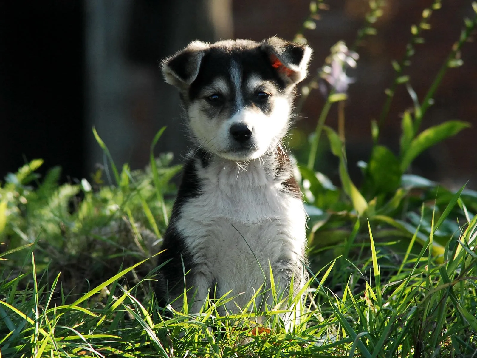 Puppies Pequeños cachorros HD | Photofusionvirtual