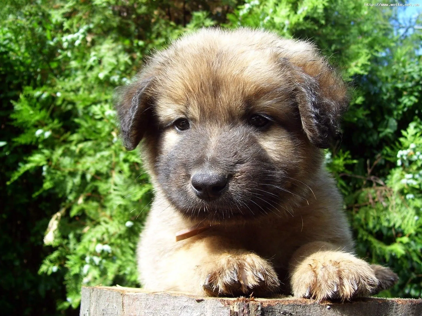 Puppies Pequeños cachorros HD | Photofusionvirtual